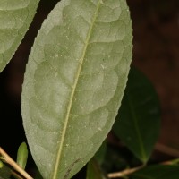 Camellia sinensis (L.) Kuntze