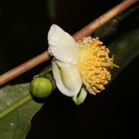 <i>Camellia sinensis</i>  (L.) Kuntze