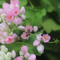 Antigonon leptopus Hook. & Arn.