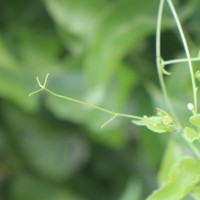Antigonon leptopus Hook. & Arn.