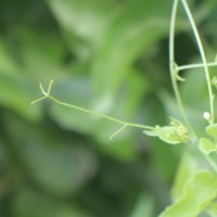 Antigonon leptopus Hook. & Arn.