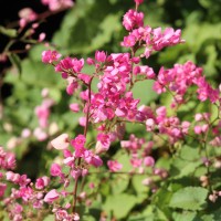 Antigonon leptopus Hook. & Arn.