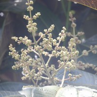 Miconia calvescens DC.