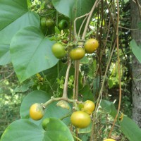 Argyreia kleiniana (Schult.) Raizada