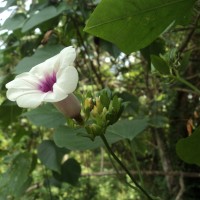 Argyreia kleiniana (Schult.) Raizada