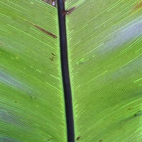 Asplenium nidoides  Fraser-Jenk. & Kandel