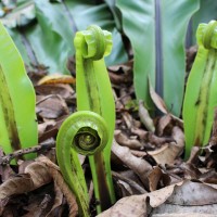 Asplenium nidoides  Fraser-Jenk. & Kandel