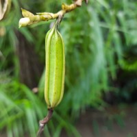 Arundina graminifolia subsp. graminifolia (D.Don) Hochr.