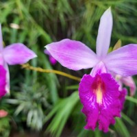 Arundina graminifolia subsp. graminifolia (D.Don) Hochr.