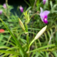 Arundina graminifolia subsp. graminifolia (D.Don) Hochr.