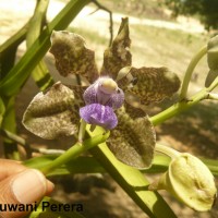 Vanda tessellata (Roxb.) Hook. ex G.Don