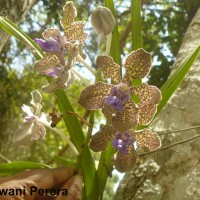 Vanda tessellata (Roxb.) Hook. ex G.Don