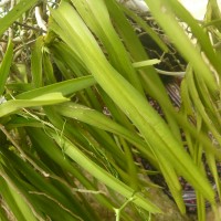 Vanda tessellata (Roxb.) Hook. ex G.Don