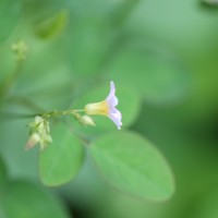 Oxalis barrelieri L.