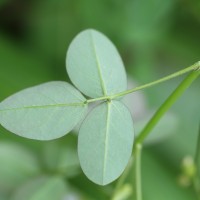 Oxalis barrelieri L.