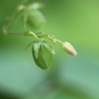 Oxalis barrelieri L.