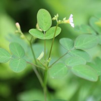 <i>Oxalis barrelieri</i>  L.