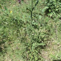 Verbena bonariensis L.