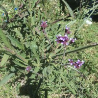 Verbena bonariensis L.