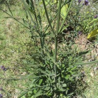 Verbena bonariensis L.