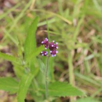 Verbena bonariensis L.