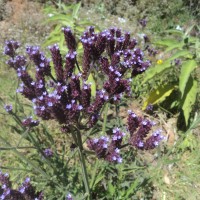 <i>Verbena bonariensis</i>  L.