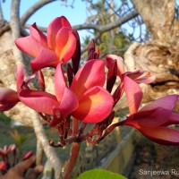 <i>Plumeria rubra</i>  L.