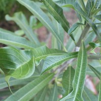 Plumeria pudica Jacq.