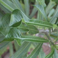 Plumeria pudica Jacq.