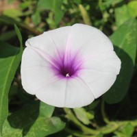 Ipomoea aquatica Forssk.