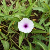 Ipomoea aquatica Forssk.