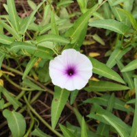 Ipomoea aquatica Forssk.