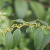 Ziziphus oenopolia (L.) Mill.