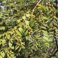 Ziziphus oenopolia (L.) Mill.