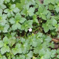 Geranium nepalense Sweet