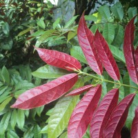 Excoecaria cochinchinensis Lour.