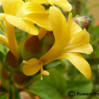 Barleria lupulina Lindl.