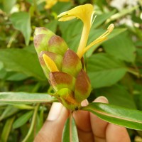 Barleria lupulina Lindl.