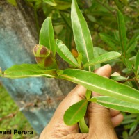 Barleria lupulina Lindl.