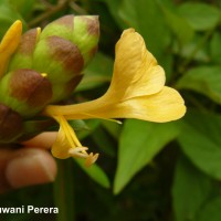 Barleria lupulina Lindl.