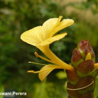 Barleria lupulina Lindl.