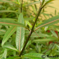 Barleria lupulina Lindl.