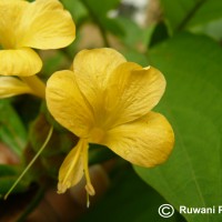 Barleria lupulina Lindl.