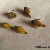 Barleria lupulina Lindl.