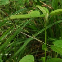 Sida spinosa L.