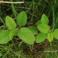 Sida spinosa L.