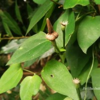 Thunbergia fragrans Roxb.