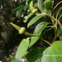 Thunbergia fragrans Roxb.