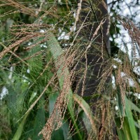 Thysanolaena latifolia (Roxb. ex Hornem.) Honda