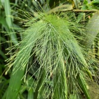 Thysanolaena latifolia (Roxb. ex Hornem.) Honda